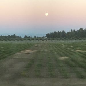 Meet your Posher, Aleaya